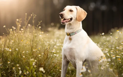 美国宠物用品购买指南