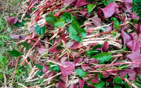 四川人春天常吃的野菜有哪些藥用作用