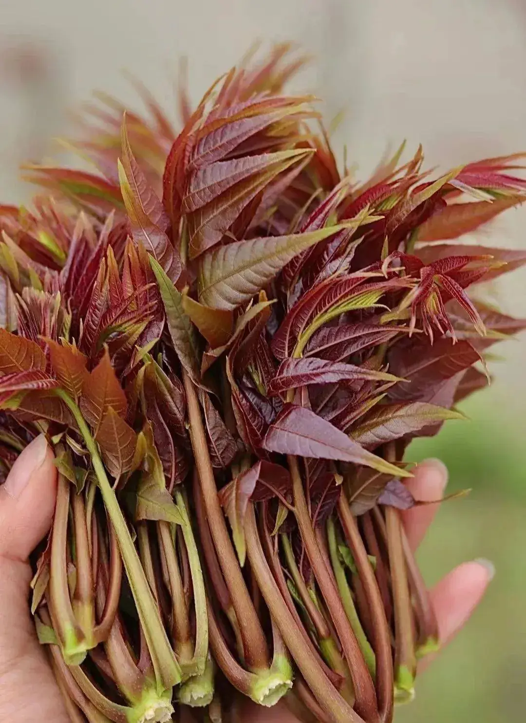 四川人春天常吃的野菜有哪些藥用作用 2 四川人春天常吃的野菜有哪些藥用作用 1