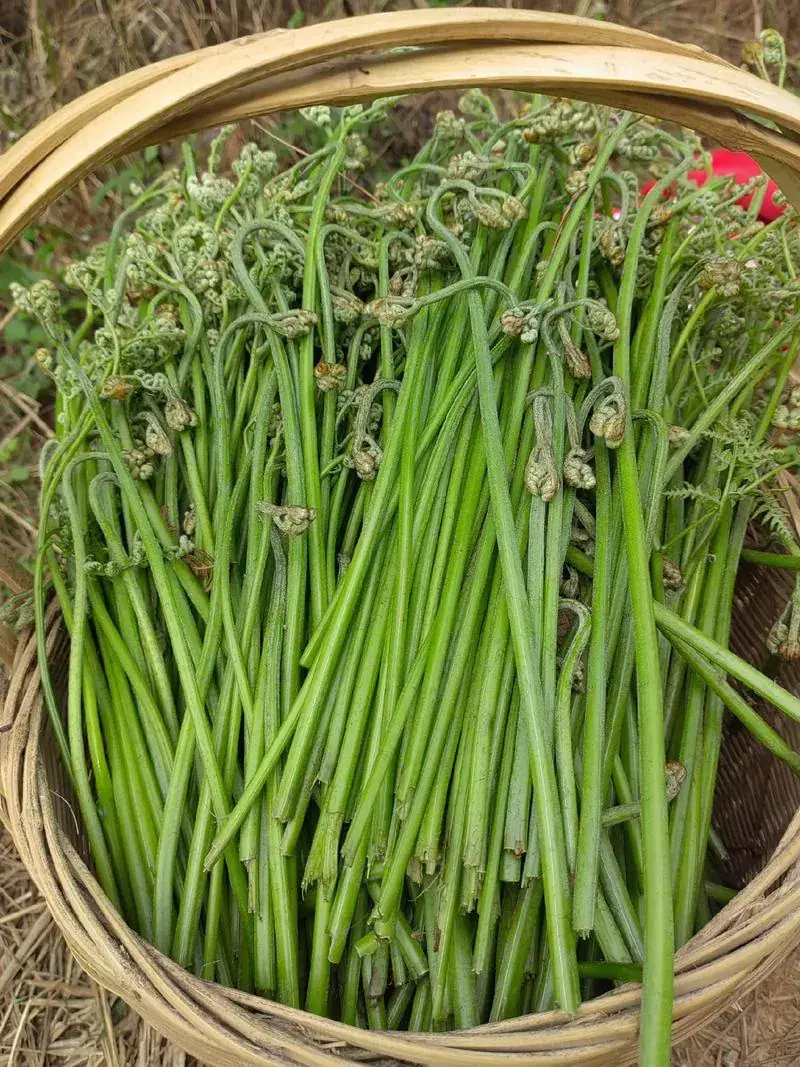 四川人春天常吃的野菜有哪些藥用作用 3 四川人春天常吃的野菜有哪些藥用作用 2
