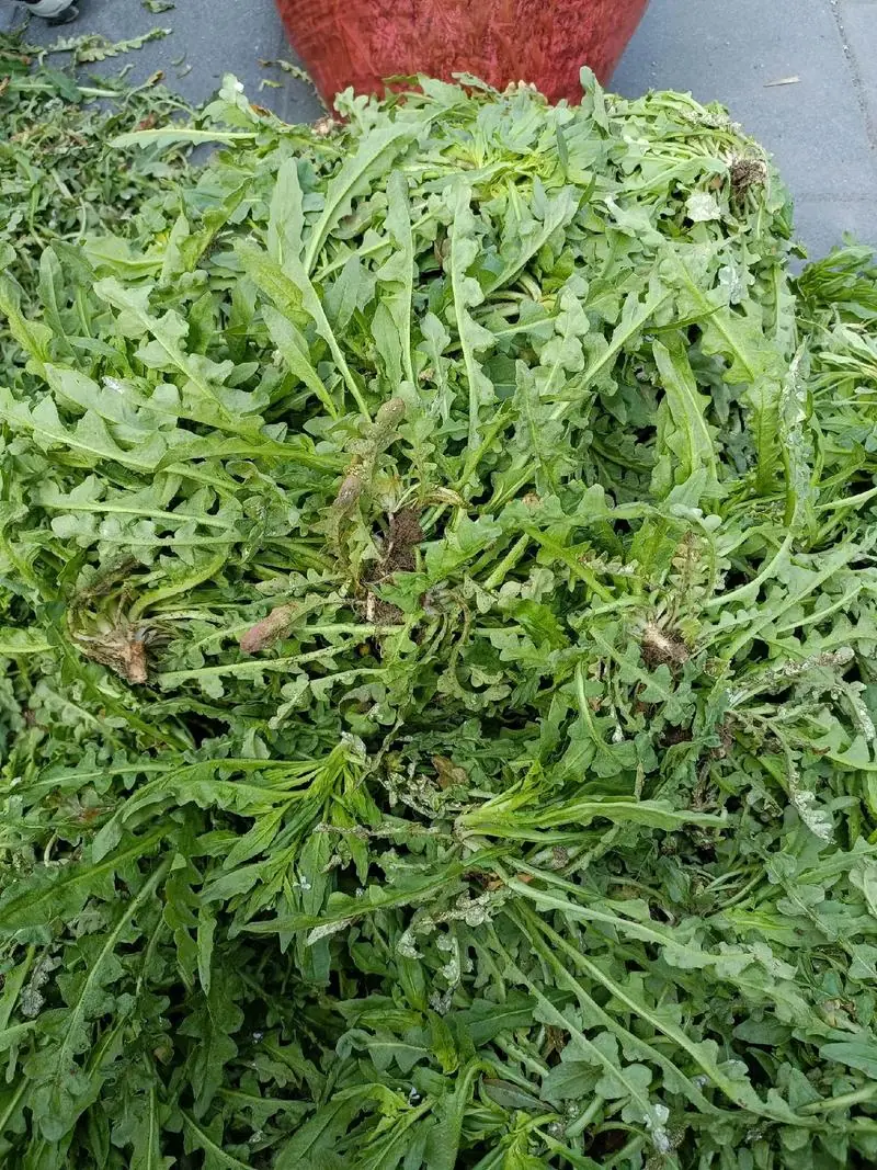 四川人春天常吃的野菜有哪些藥用作用 4 四川人春天常吃的野菜有哪些藥用作用 3