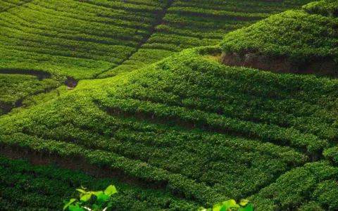 2026 农村如何挖到第一桶金