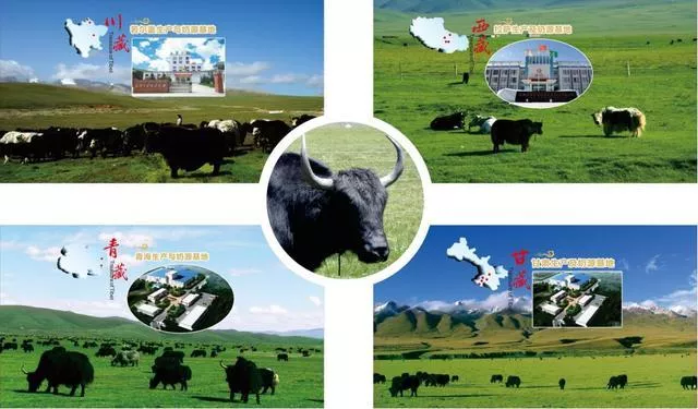 食药监｜高原之宝牦牛奶粉获批 生产车间因为惊现苍蝇被通报 4