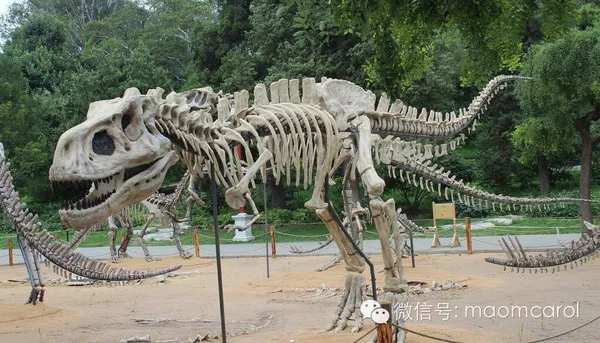 这些恐龙有关的电影、绘本送给资源荒的宝妈们