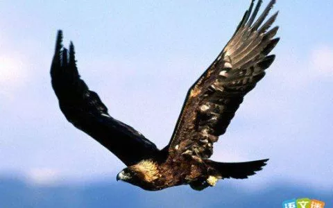 毛主席语录50年：在当代比成功学书籍更实用