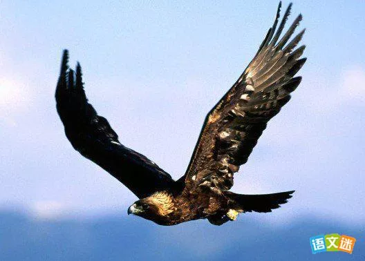 毛主席语录50年：在当代比成功学书籍更实用