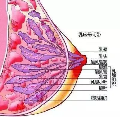 这个自带按摩效果的日本内衣胸越穿越大！送内裤+连裤袜卖疯了 1