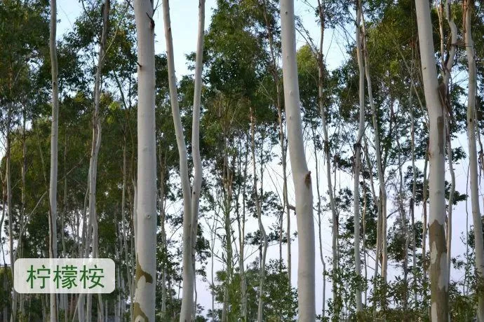 论美腿的正确打开方式 6
