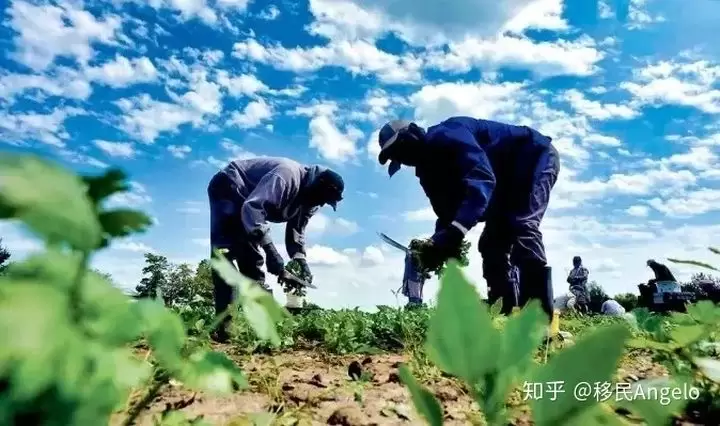 加拿大移民还有其他选择吗