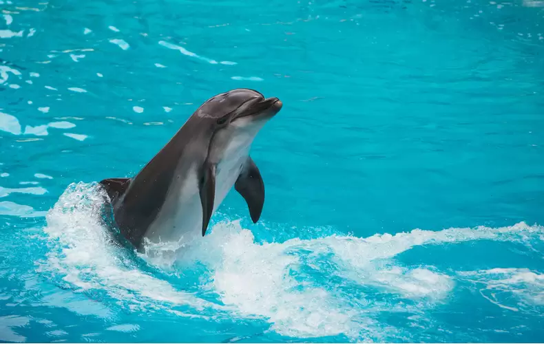 剑桥雅思4 What Do Whales Feel 翻译-Test 1-Passage 2