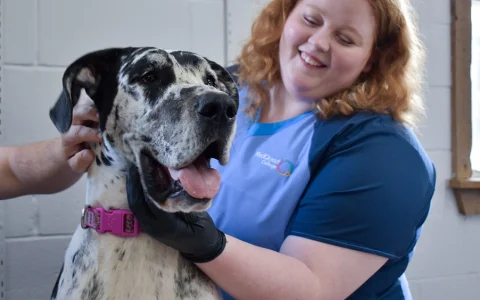 美国宠物护理产品网站推荐